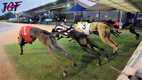 Australian Racing Greyhounds Dog Race Youtube