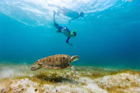 Swimming With Sea Turtles In Curacao
