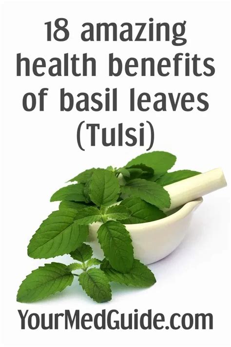 18 Amazing Health Benefits Of Basil Leaves Tulsi Basil Health