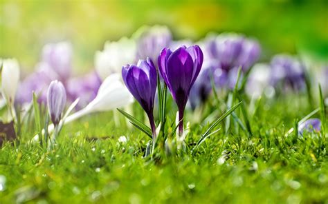 Download Wallpapers Crocuses Purple Spring Flowers Wildflowers Green