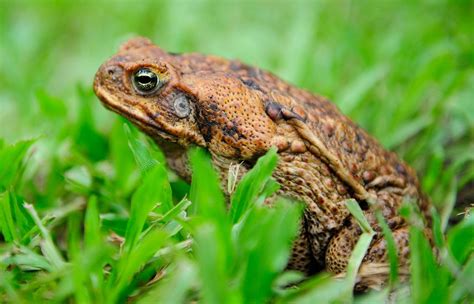 Pinellas County Government Warns Residents Of Poisonous Toads