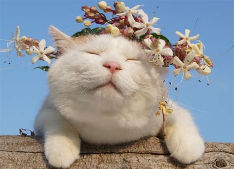 Springtime Shironeko Pics Of Cute Cats Cat Pics Cool Cats Fluffy