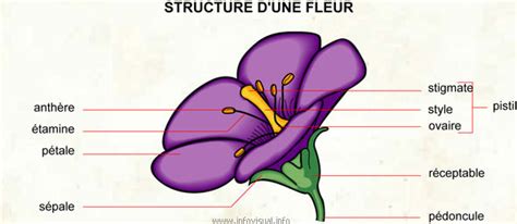 Fleur Dictionnaire Visuel Didactalia Material Educativo