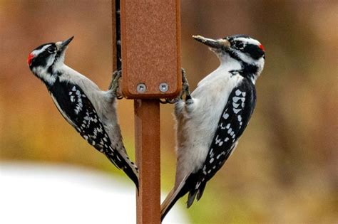 Male Vs Female Woodpeckers Difference With Pictures Birds Fact