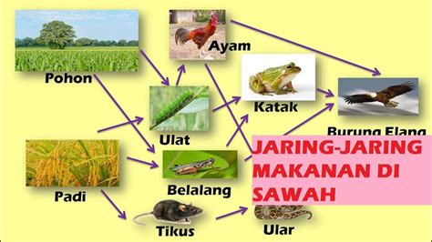 Gambar rantai makanan di sawah, kebun, hutan, sungai, laut, dan manusia. Gambar Jaring Jaring Makanan Di Sawah - AR Production