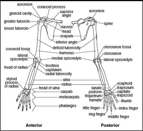 Pin By April On School Anatomy Bones Upper Limb Anatomy Human