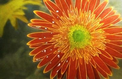 Daisy coloring pages 15 customizable pdfs; Beautiful Nature Grayscale Coloring Book: Grayscale ...
