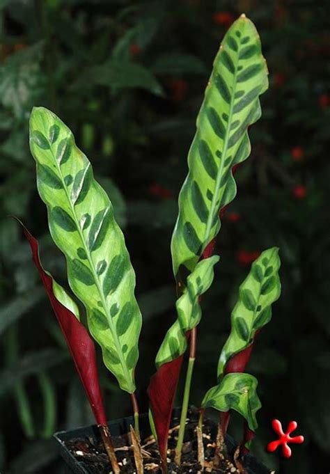 On Sale Now Goeppertia Calathea Lancifolia Rattlesnake Plant At