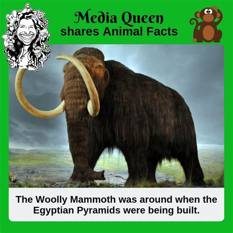 Did You Know That The Woolly Mammoth Was Around When The Egyptian