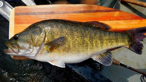 How To Identify All 9 Species Of Black Bass