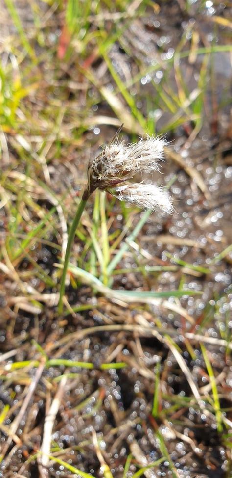 Eriophorum Angustifolium Common Cottongrass Eriophorum Ang Flickr