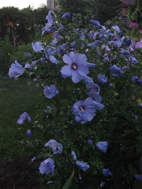 Satin Blue Hardy Hibiscus Hardy Hibiscus Planting Flowers Plants