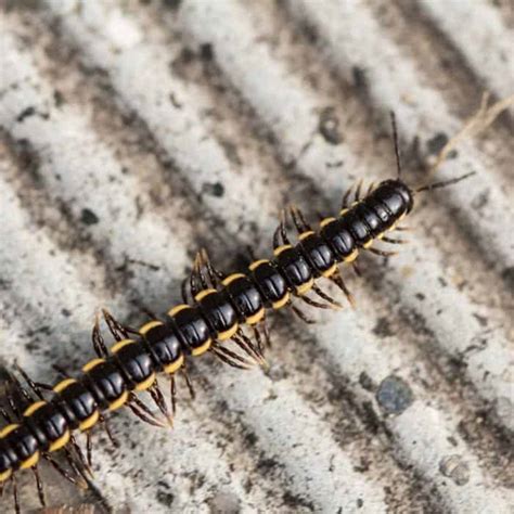 6 best sprays, traps and dusts for killing the centipedes and millipedes in your house and garden. Centipede in Chicago: Pointe Pest Control