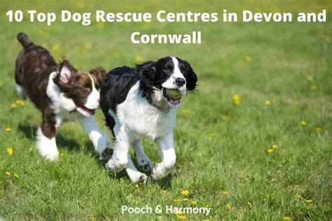 10 Top Dog Rescue Centres In Devon And Cornwall Pooch And Harmony