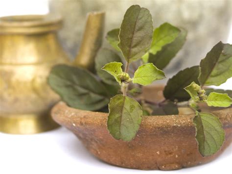 10 Best Benefits Of Tulsi Tea Holy Basil For Skin And Health