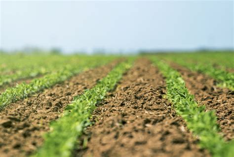 Critical To Account For Greater Nutrient Removal From Crops Farmtario