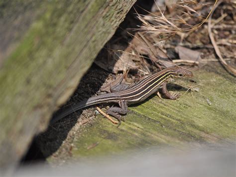 Illinois Lizards Inhs Environmental Education