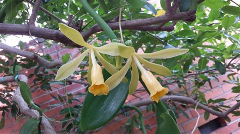 After the vanillaorchid flower is pollinated, the orchid's seed pod develops into what we know as a vanilla bean. Earth Words: Vanilla Orchid Blooms in the Matthaei ...