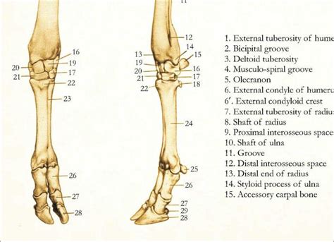 At the same time, the bones and joints of the leg and foot must be strong enough to support the body's weight while remaining flexible enough for movement and balance. Cow Skeletal Anatomy Poster - 24" X 36" | Anatomy bones ...