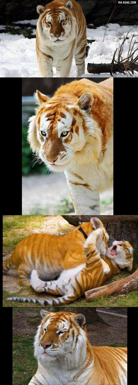 Golden tabby tiger (or simply golden tiger, or strawberry tiger), rare colour variation caused by a recessive gene. Golden Tabby Tiger - 9GAG