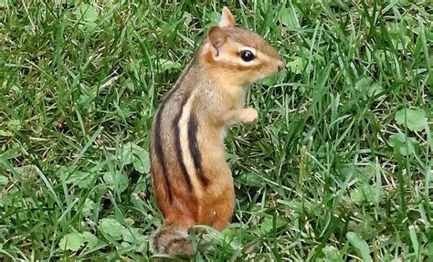 Eastern Chipmunk The Animal Facts Appearance Diet Behavior