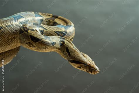 Boa Constrictor Spots
