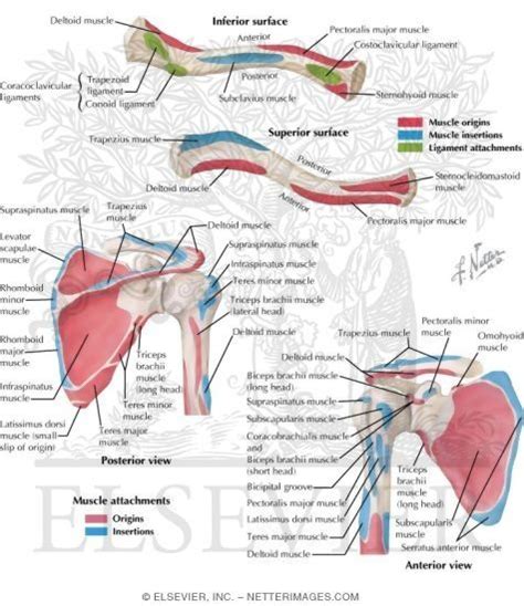 Muscles Of The Shoulder Insertions And Origins In 2021 Shoulder