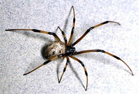 How To Get Rid Of Brown Recluse Spiders Naturally Daftsex Hd