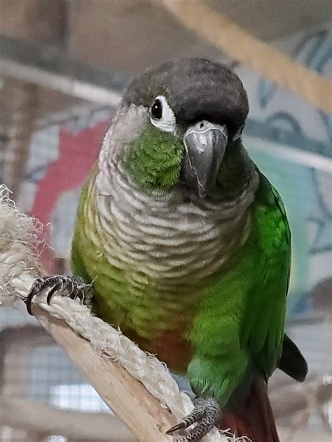 Baby Green Cheek Conure Exotic Avian Sanctuary Of Tennessee