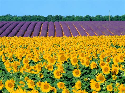 Képtalálat A Következőre „francja” Lavender Fields France Sunflower