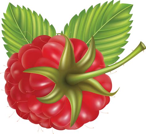 Rraspberry Png Image Blackberry Cartoon Png Clipart Full Size