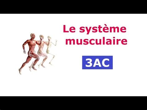 Le Syst Me Musculaire Ac Svt Youtube