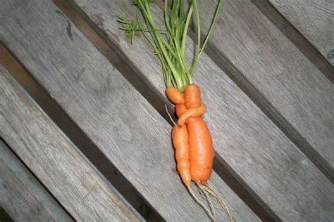 Best Carrot Hugs Of All Time Barnorama