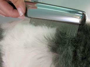 Home grown eco friendly pestcontrol services, is one of india's biggest sorted out pest importance of eco friendly pestcontrol service. 11 Methods For Pet-Friendly Flea Removal