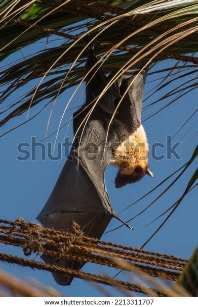 Megachiroptera Known Fruit Bat Flying Fox Stock Photo 2213311707