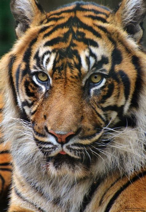 Tiger Portrait By Michael Fitzsimmons On 500px Big Cats Tiger Tiger