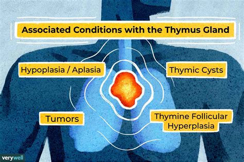 Thymus Gland What It Is And How It Works