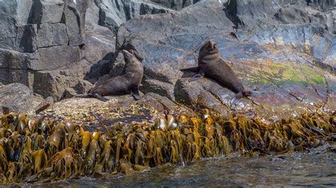 Fact File Australian Fur Seal Arctocephalus Pusillus Doriferus