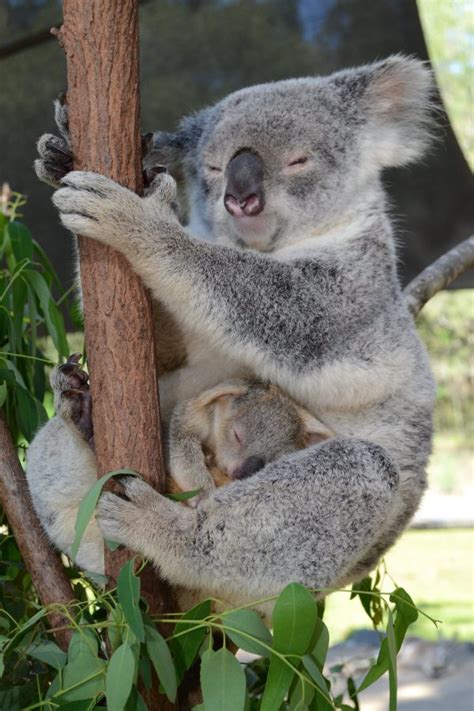 adopt matilda makowa australian koala foundation