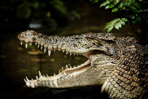 600 Side View Of Crocodile Head Stock Photos Pictures And Royalty Free