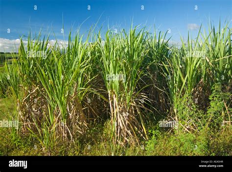 Fiji Sugar Cane