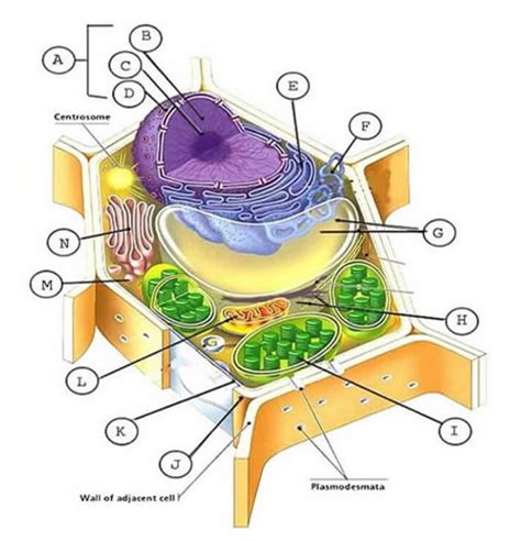 Maybe you would like to learn more about one of these? Label the Parts of the Plant and Animal Cell - Biology ...