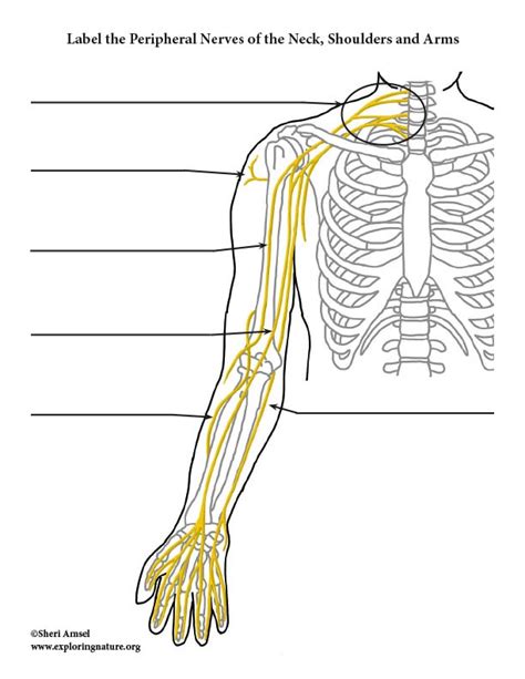 Image Ulnar Nerve Peripheral Nerve Upper Limb Anatomy Synovial Joint