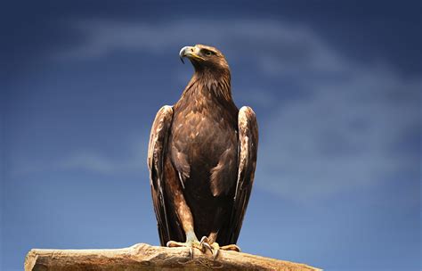 Rspb Scotland Say Disappearance Of Tagged Golden Eagle Is Highly