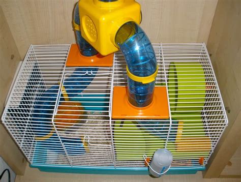 Why And How To Make Hamster Tunnels The Complete Owners Guide Hamsters Com
