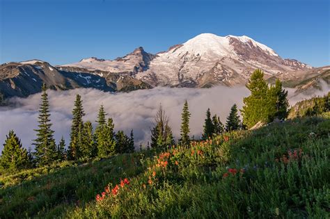 Photos Usa Mount Rainier National Park Nature Mountains Park Grass