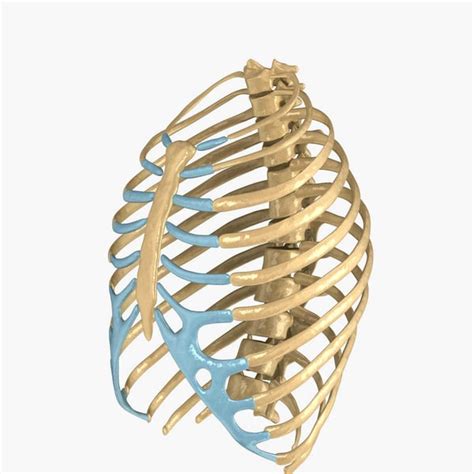 Learn about rib cage with free interactive flashcards. human rib cage 3d model