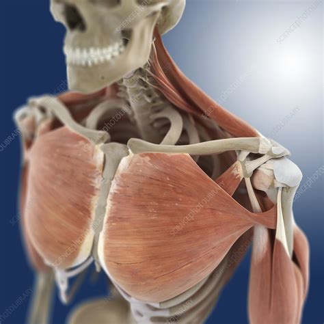 Shoulder And Chest Anatomy Artwork Stock Image C0200114 Science