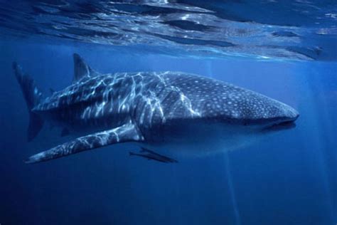 Whale Shark In Perfect Blue Water Abc News Australian Broadcasting
