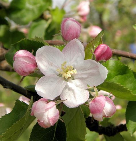 Während die blume (als einzelblüte oder. 3080_4220013 Eine geöffnete Blüte an einem Apfelbaum ...